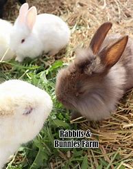 Image result for Southern Bunnies