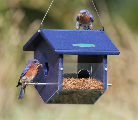 Best Mealworm Feeders Reviews 2021 | Bird Feeder Expert