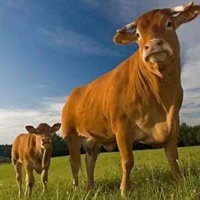 宁要一头好母牛，不要两个次等母牛，教你怎么挑母牛！_养殖