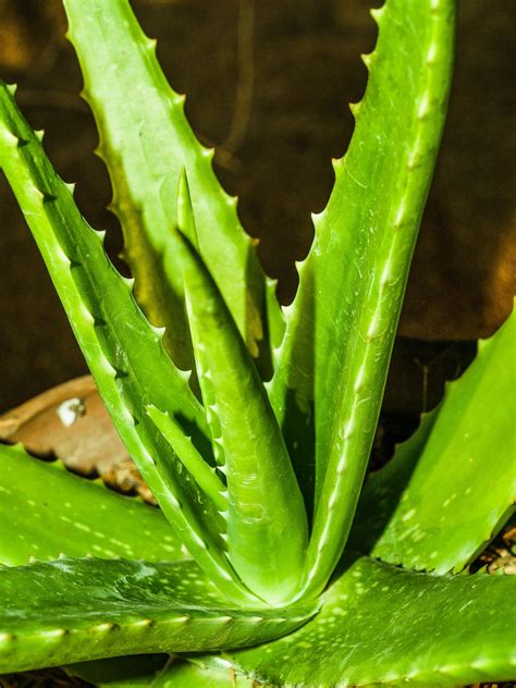 Aloe Plant 的图像结果