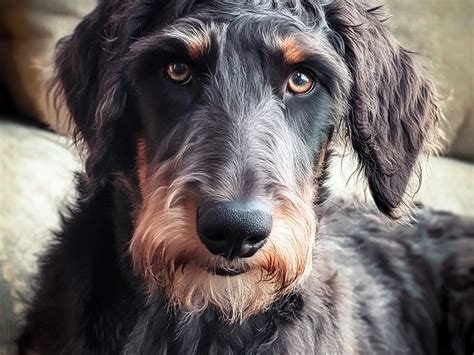Doberdoodle: The Intelligent and Loyal Doberman-Poodle Mix