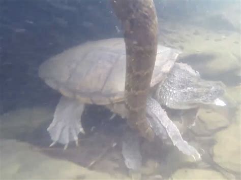 Image result for Dragon Snapping Turtle