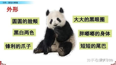 三年级下册语文第七单元：国宝大熊猫写作纲要+填空作文 - 努力学习网