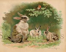 Image result for Antique Rabbit Prints