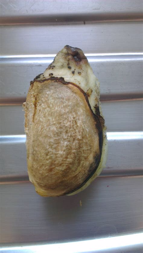 Image result for Mango Sprouting