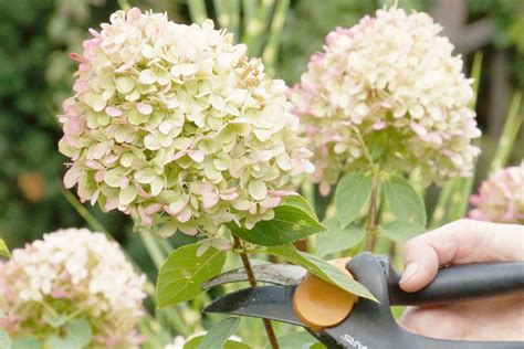 The Perfect Time To Cut Panicle Hydrangeas