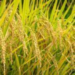 5 Best Basmati Rice for Biryani