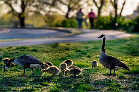 Baby Canadian Goose