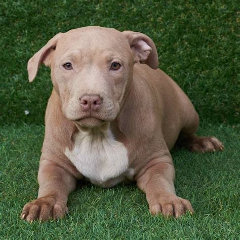 Red Nose American Pitbull Puppy - PITBULL TERRIER KENNEL