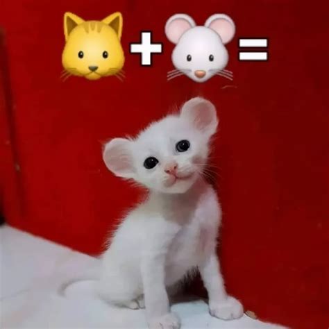 cats :: mouse - JoyReactor