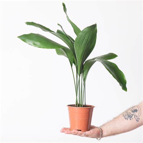 Aspidistra elatior | Plants | GrowTropicals.com