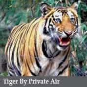 India Tiger Tours, Bengal Tigers in India, Tour Package Bandhavgarh ...