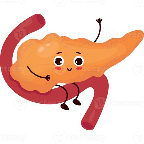 cute cartoon character organ pancreas 23367109 PNG