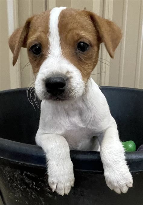 SOLD - Lucy Female 1 - Tri Broken Female Jack Russell Terrier Puppy For ...