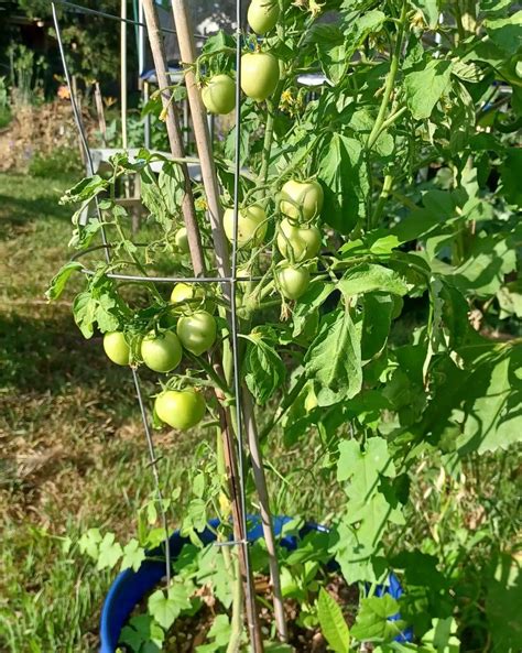 42-day tomato : r/vegetablegardening