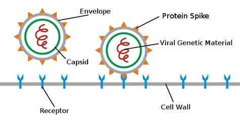Image result for How Do Viruses Work