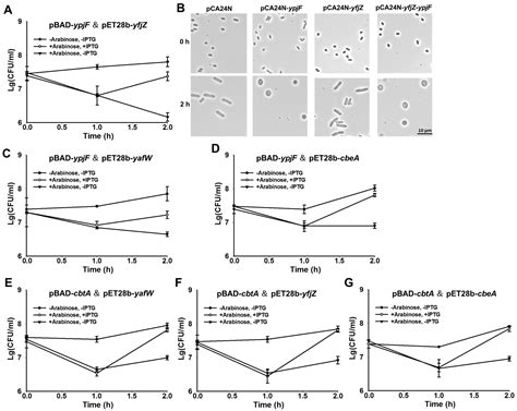 Interaction of Type IV Toxin/Antitoxin Systems in Cryptic Prophages of ...