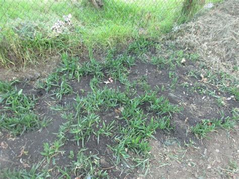 Communitree - Weeding and sheet mulching