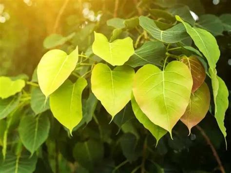 benefits of peepal tree