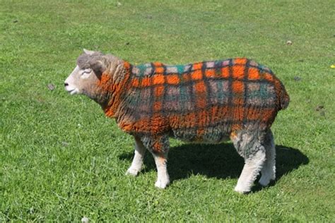 Multicoloured Sheep | AnOther