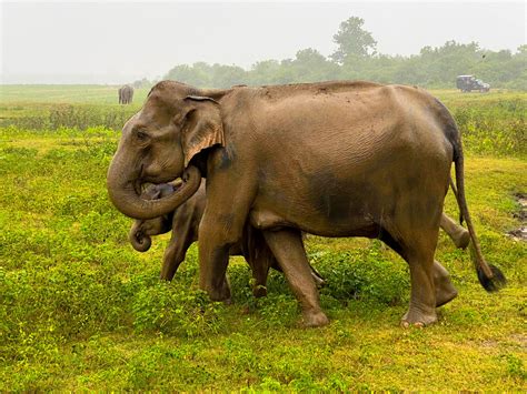 Sri Lankan Wild Elephant: A Magnificent Icon of Sri Lanka's Wildlife ...