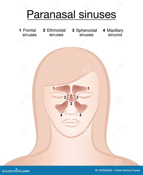 Paranasal Sinuses Anterior Lateral Vector Illustration | CartoonDealer.com #71146802 - illustration of sinuses