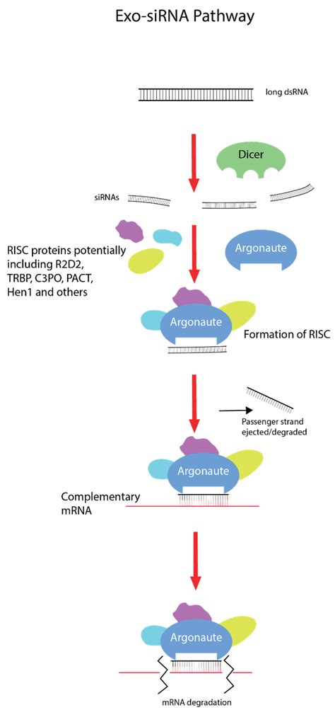 Double-Stranded RNA Binding Proteins in Serum Contribute to Systemic ...