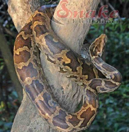 Image result for How to Care for Indian Python