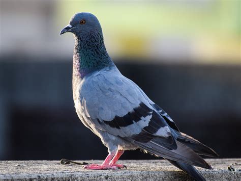 How to stop pigeons from nesting at home: 7 foolproof tricks that work ...