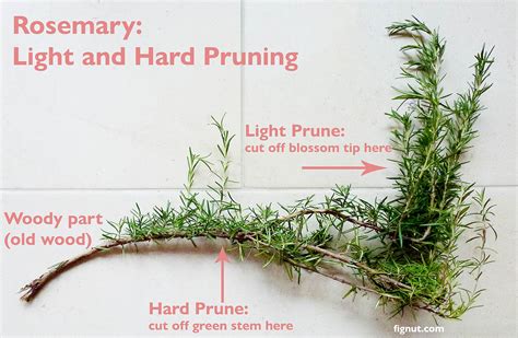 Image result for Graph Techroller String Tree Direction