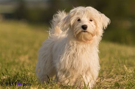 10 Best Apartment Dogs In The World 2024 - Best For Pets