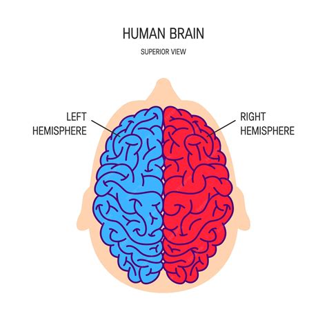 Left Hemisphere Of The Brain