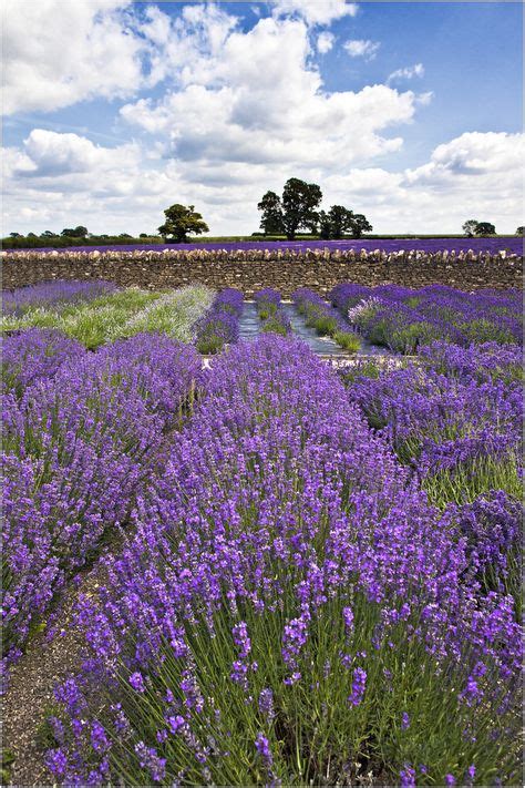Lavender fields, Somerset, England | Lavender fields, Lovely lavender