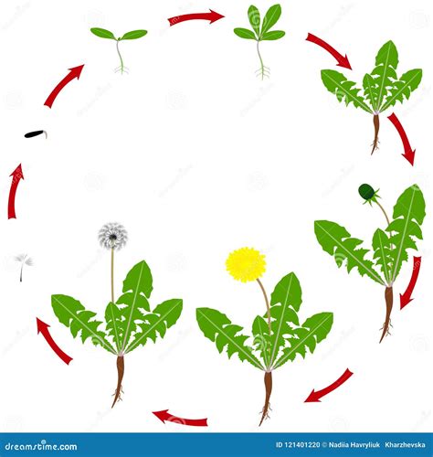 The Life Cycle of a Dandelion Plant is Isolated on a White Background ...