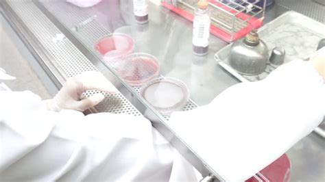 Cell 2D 的图像结果