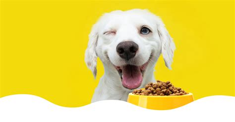 Buy Premium Pet Food At Best Price In India – PetQila