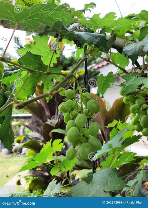 The Real Green Grapes stock image. Image of grapes, real - 262342069