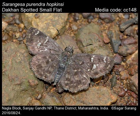 Sarangesa purendra | Butterfly