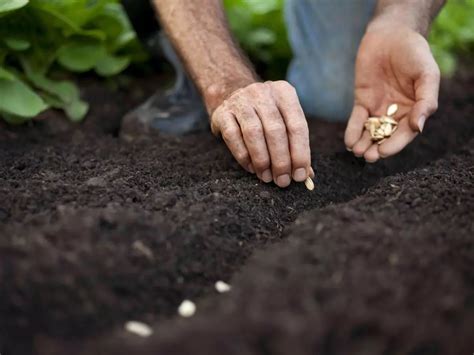 Gardening Tips: Why Your Seeds Are Not Sprouting & How To Fix It?