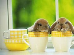 Image result for Cute Bunny Background for Twitter