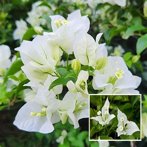 White Colour Bougainvillea Kagoj Ful Shrubs Flower Live Plant 1-2 Feet ...