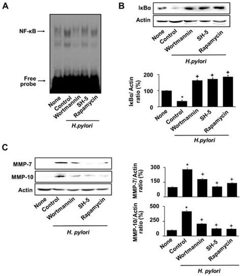 Astaxanthin Inhibits Matrix Metalloproteinase Expression by Suppressing ...