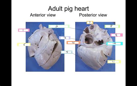 Fetal Pig Heart Diagram Labeled