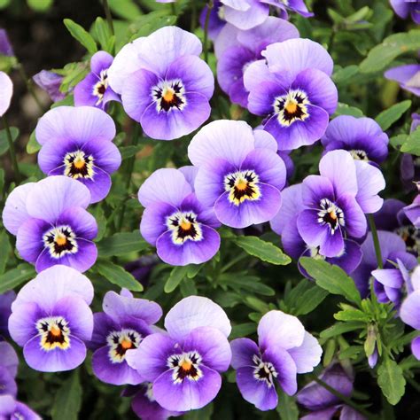 February Birth Flowers & Meanings: Violet & Primrose
