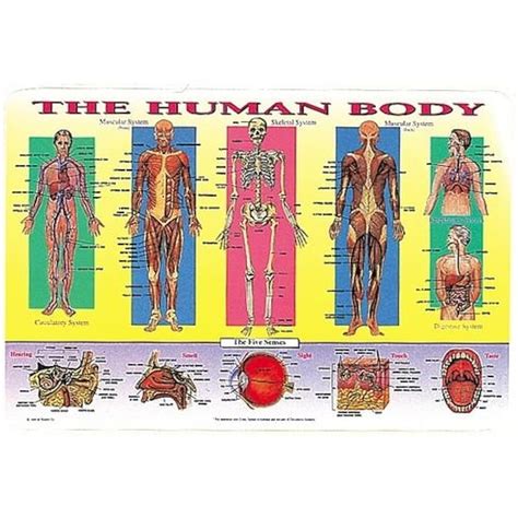 5 Laminated Educational Plastic Placemats for Kids | Ubuy India