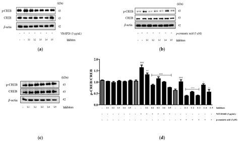 Protective Effects of p-Coumaric Acid Isolated from Vaccinium ...