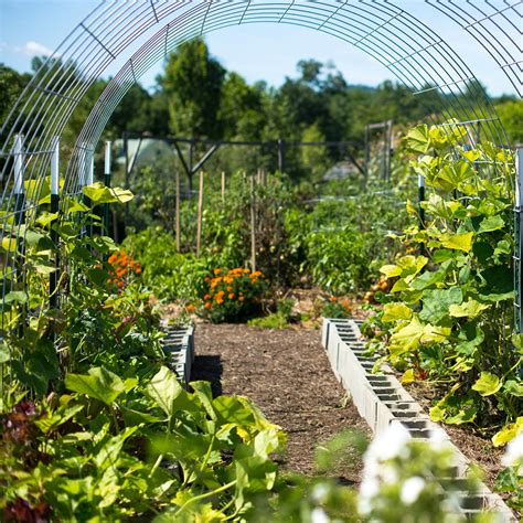 Veggie Garden Tips for a Care-Free Vacation - Ruhlig Farms & Gardens