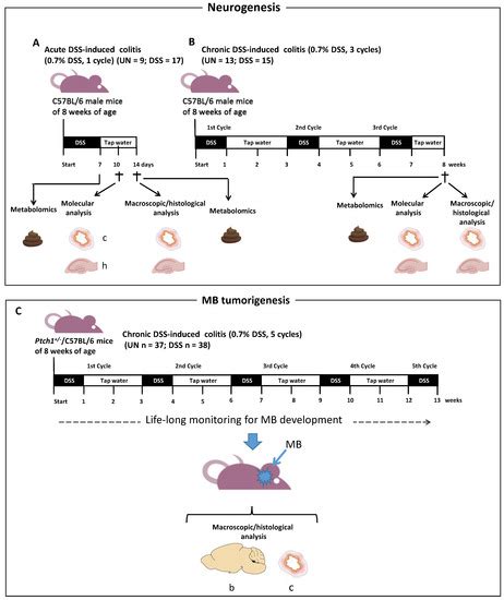 IJMS | Special Issue : Neurogenesis and Neural Plasticity 2.0