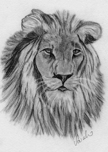 Lion Drawing Tutorial 的图像结果