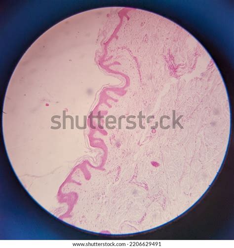 Image result for Tissue Sample Drawing Under Microscope